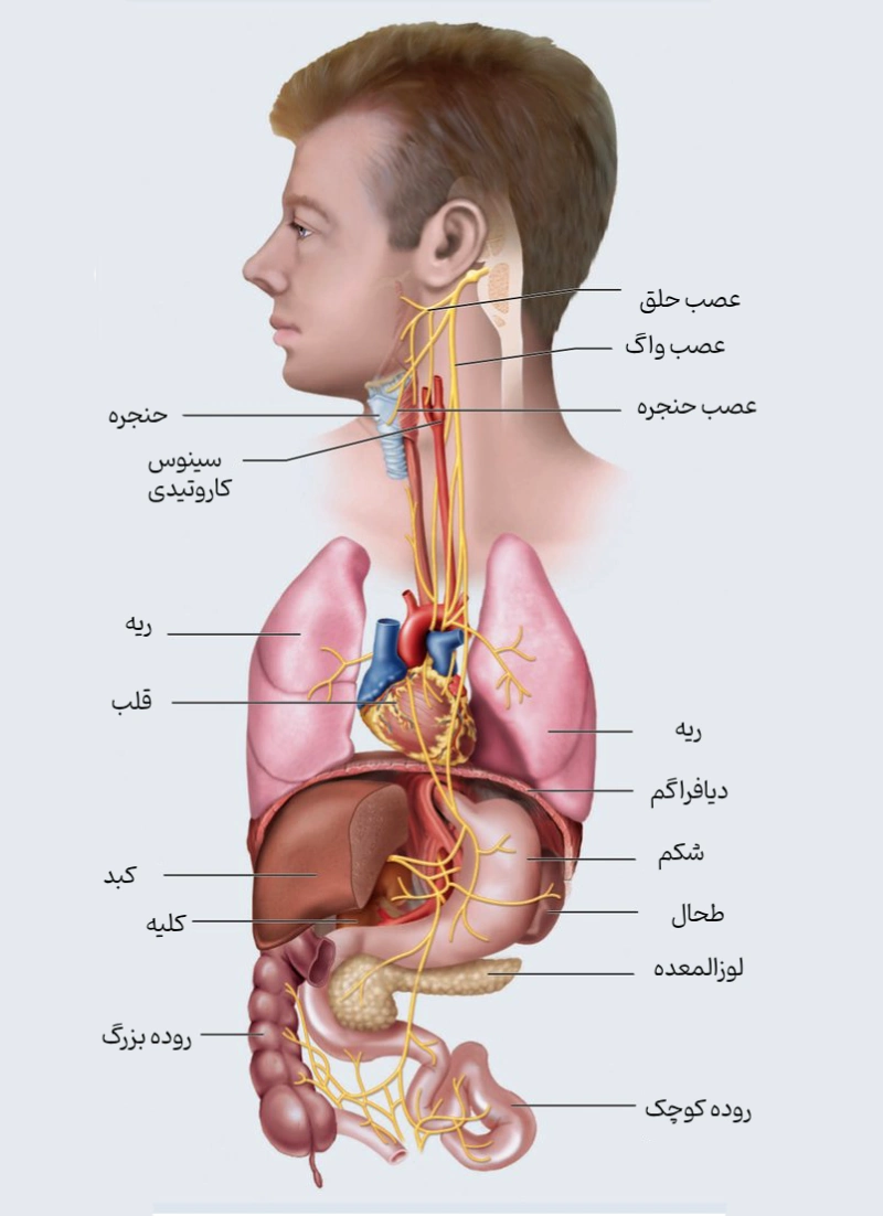 عصب واگ کجاست؟ مسیر عصب واگ
