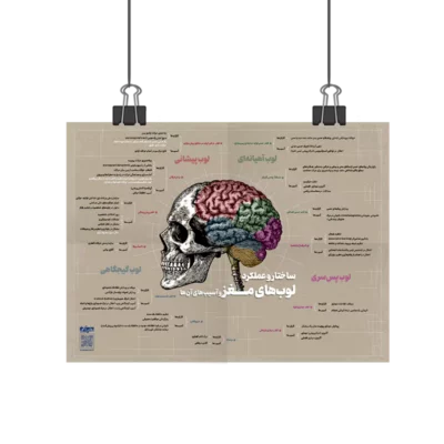 پوستر ساختار و عملکرد لوب های مغز و آسیب های آن روان آموز