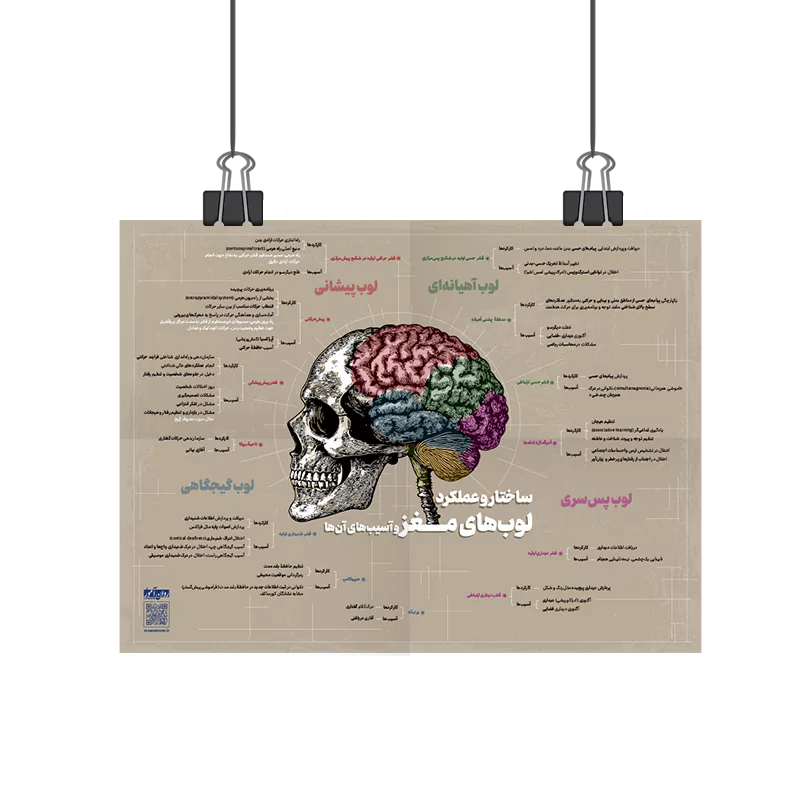 پوستر ساختار و عملکرد لوب های مغز و آسیب های آن روان آموز